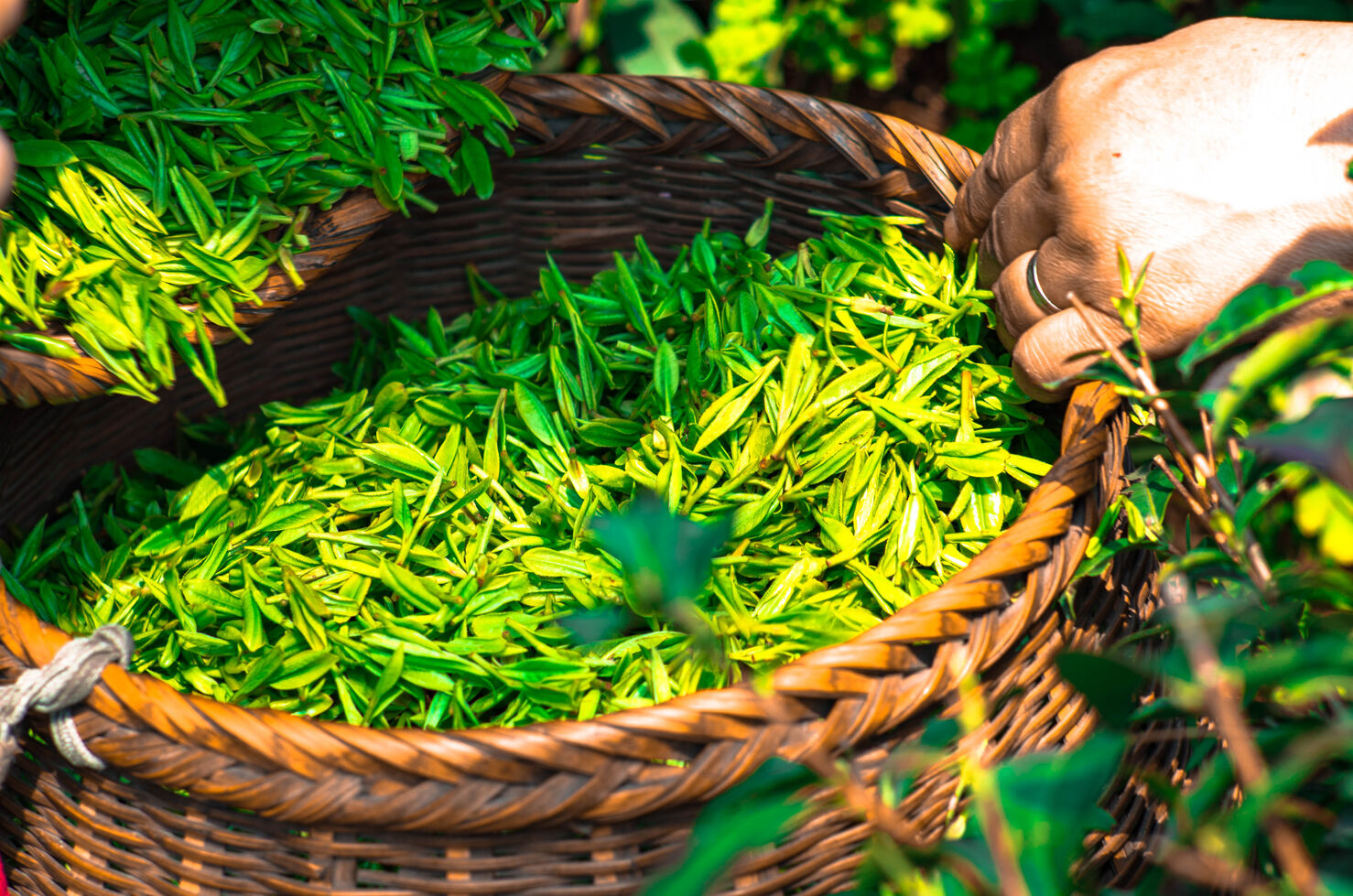 什么是绿茶？绿茶的主要特点是什么？
