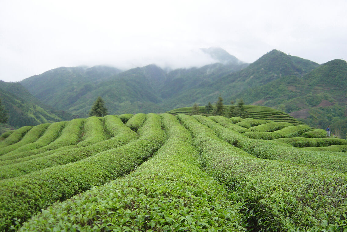 毛峰和毛尖，名字仅一字之差，区别可大了