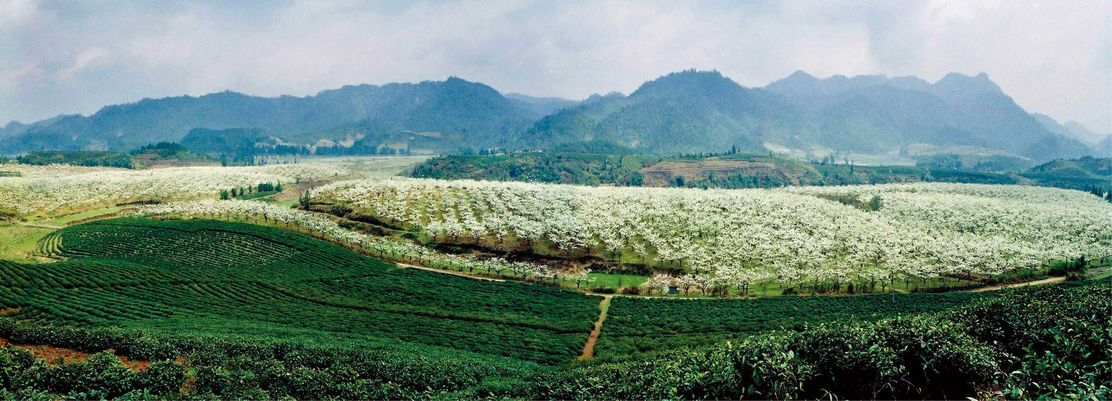 云南白茶是怎么来的