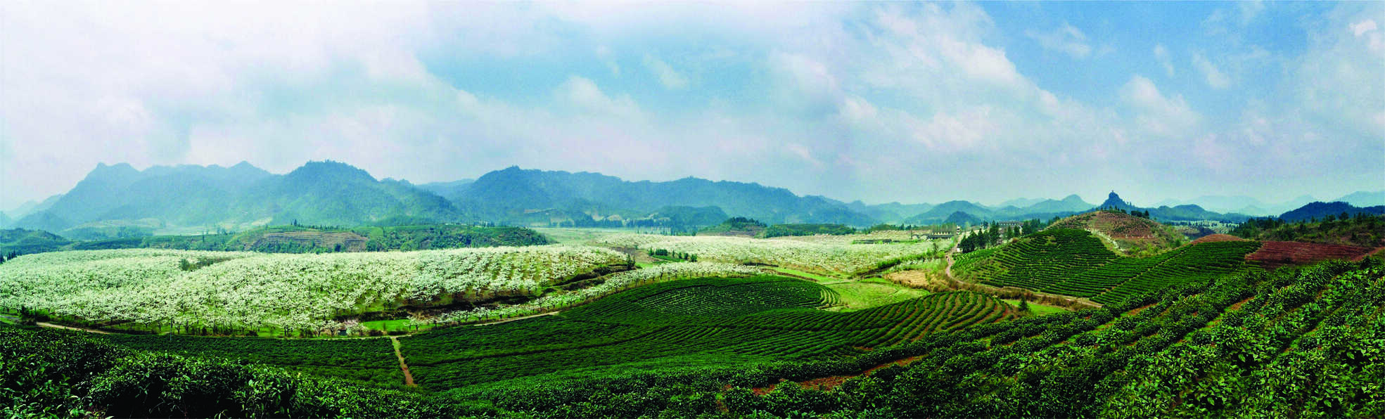 黄山茶，送给人类的那一抹香