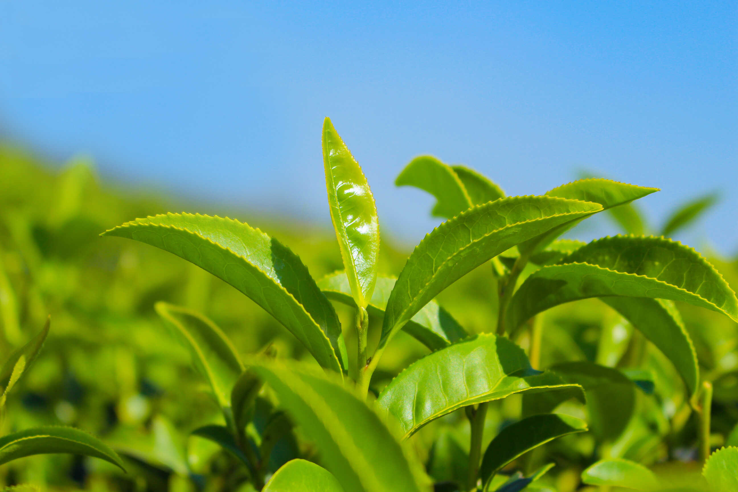 绿茶香味物质的变化，绿茶发展香味的初制技术