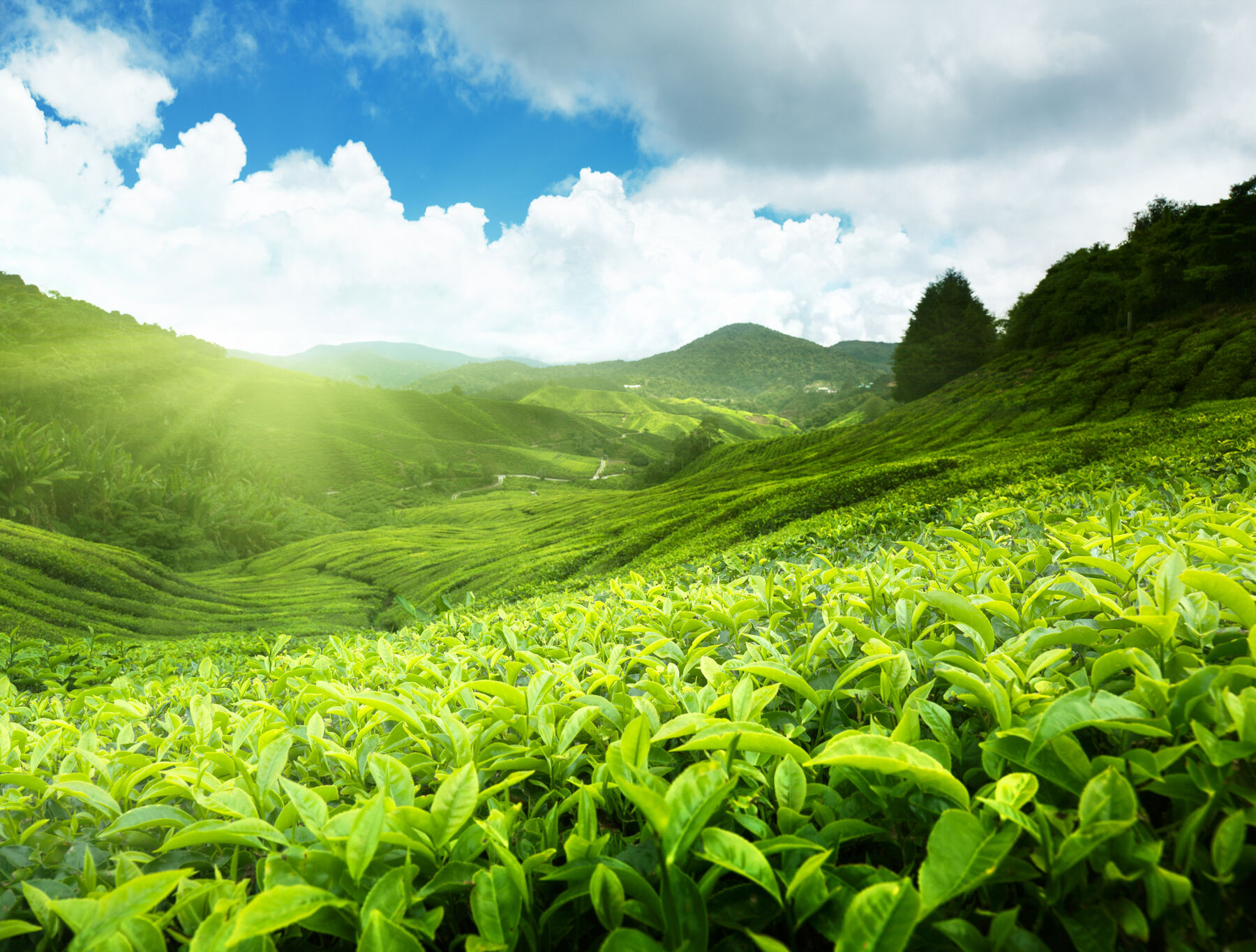 绿茶粉可以直接吃吗