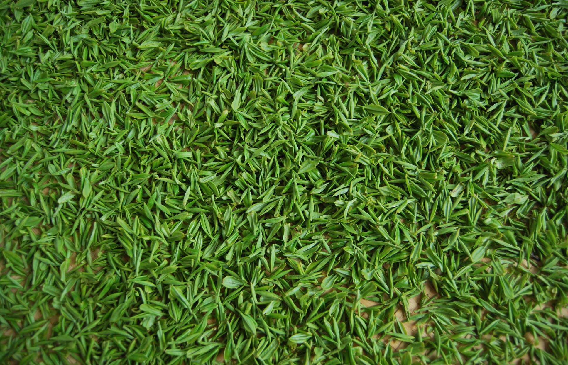 “穿云箭”的这4款落魄茶，曾红极一时，如今连本省人自己都不喝