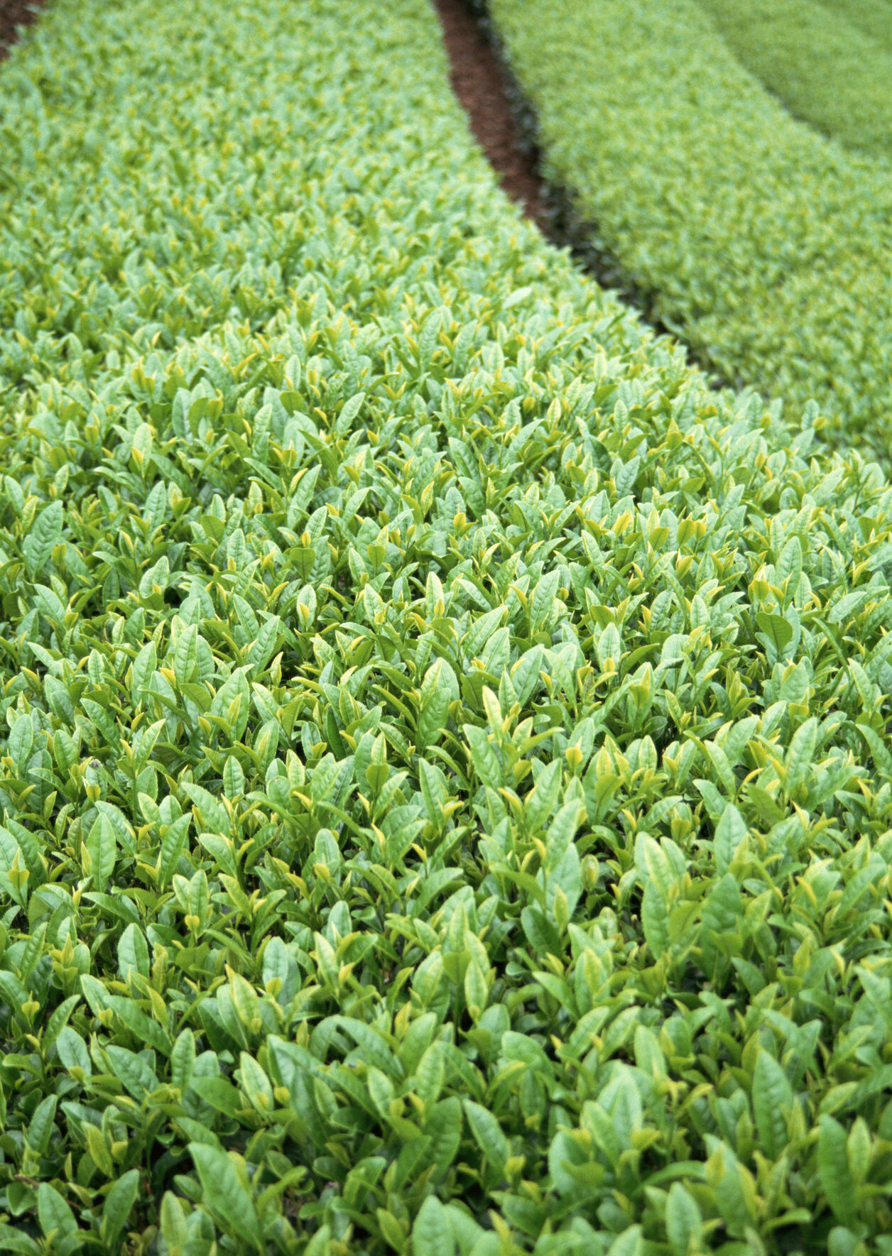秋葵花茶有什么益处 多少钱一斤