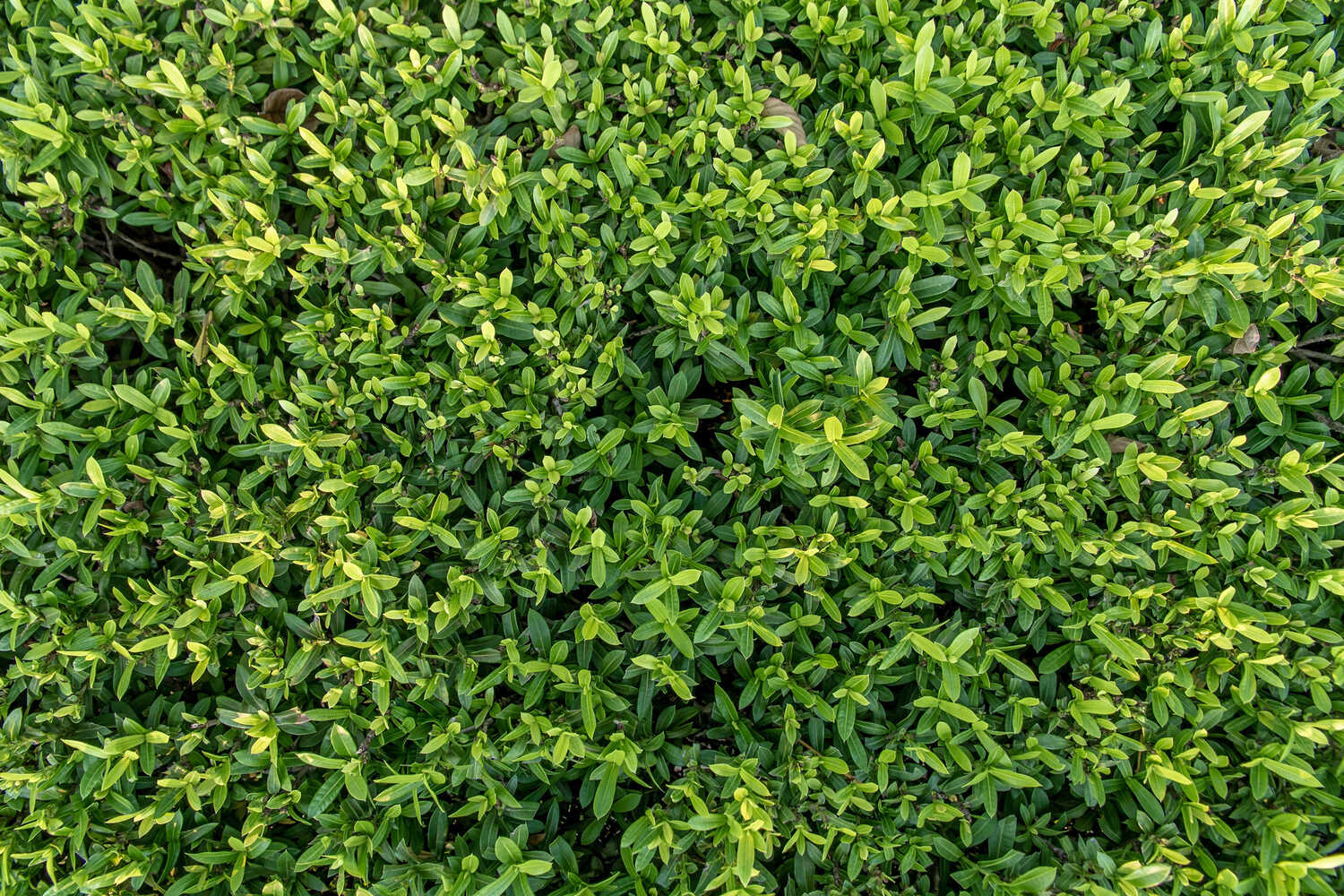 3条精品旅游路线 四川雅安邀您赏绚烂花海品早春雅茶