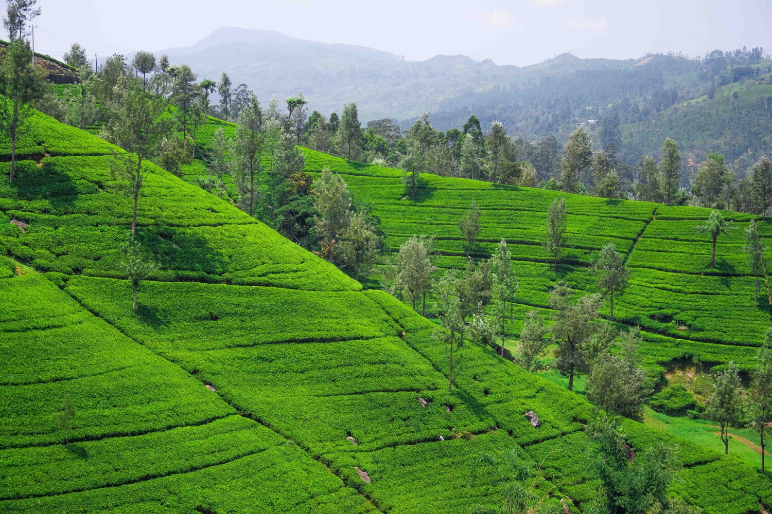 雅安名山：2021年第一背篓蒙顶山茶上市