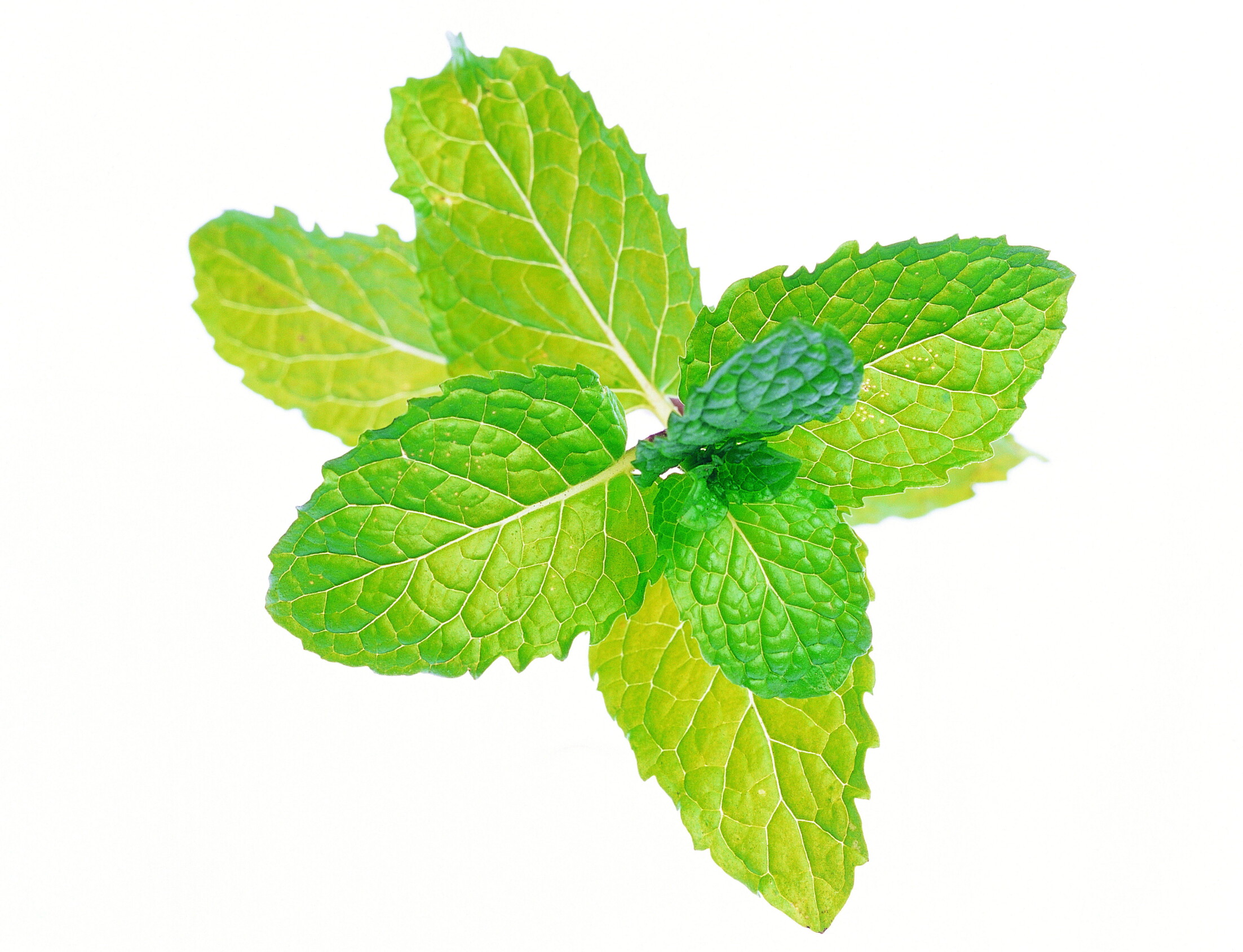 岳西翠兰的产地环境