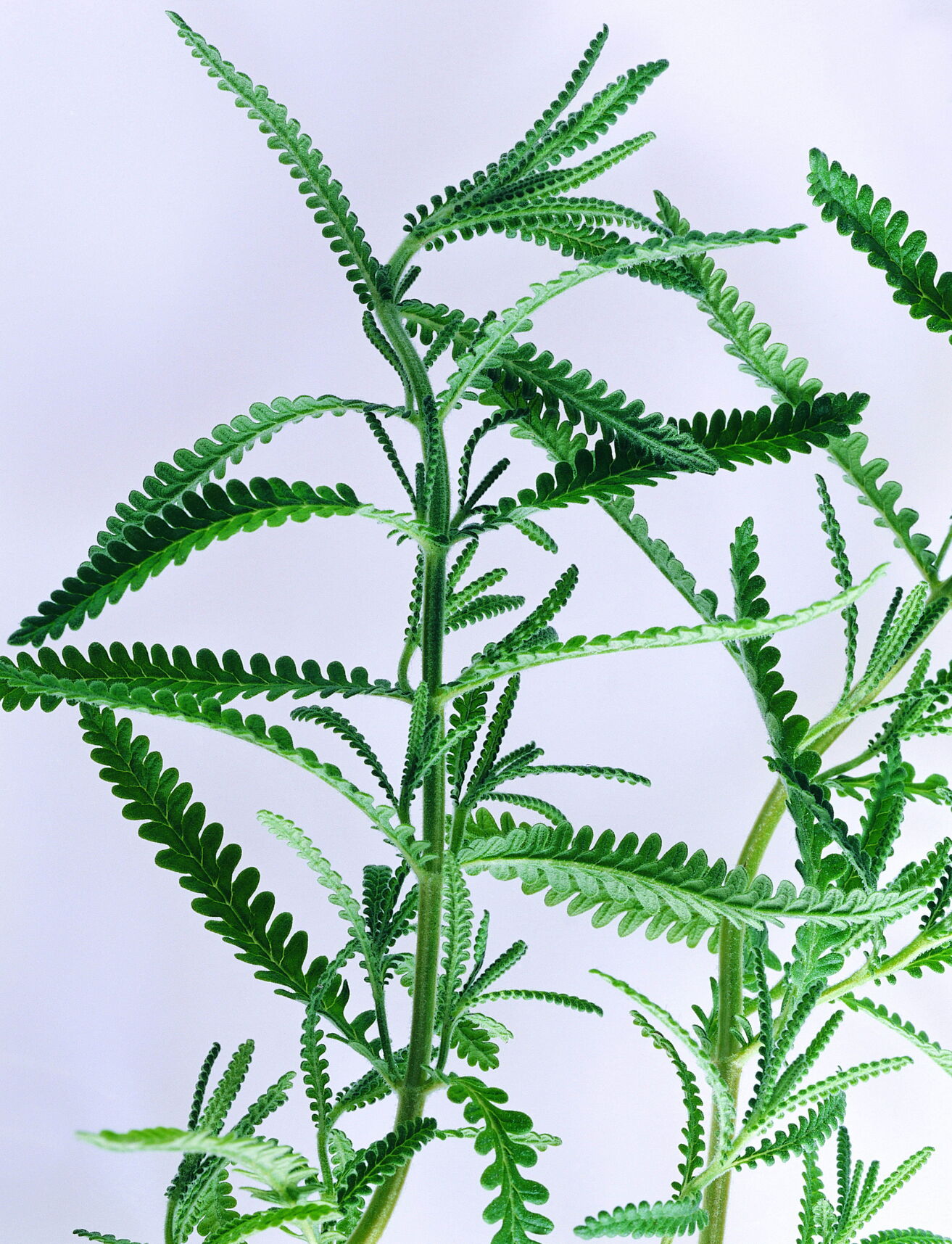 都匀毛尖是哪里生产的茶叶