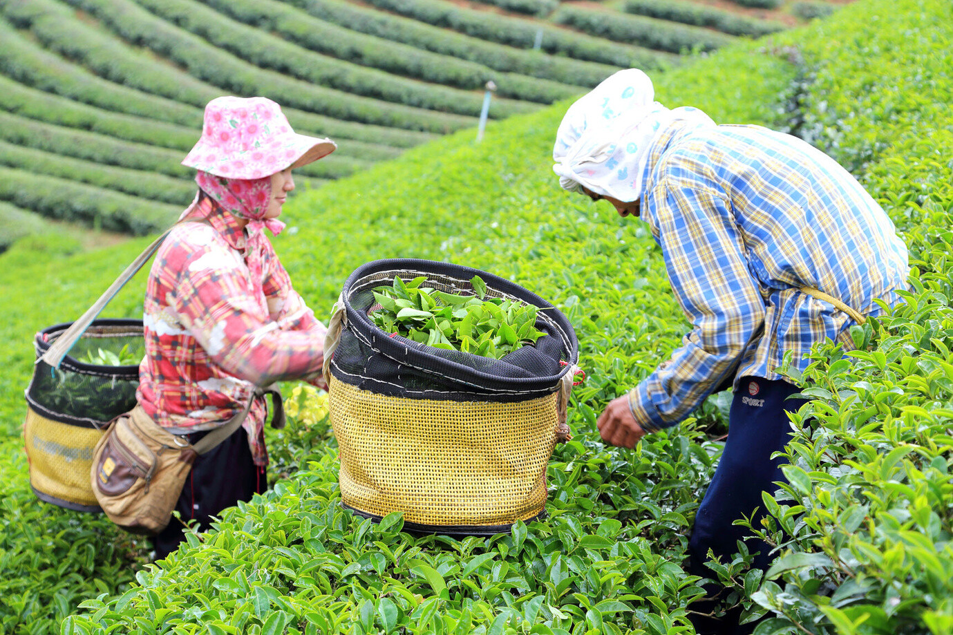 绿茶茶叶竹叶青绿:竹叶青是什么茶？