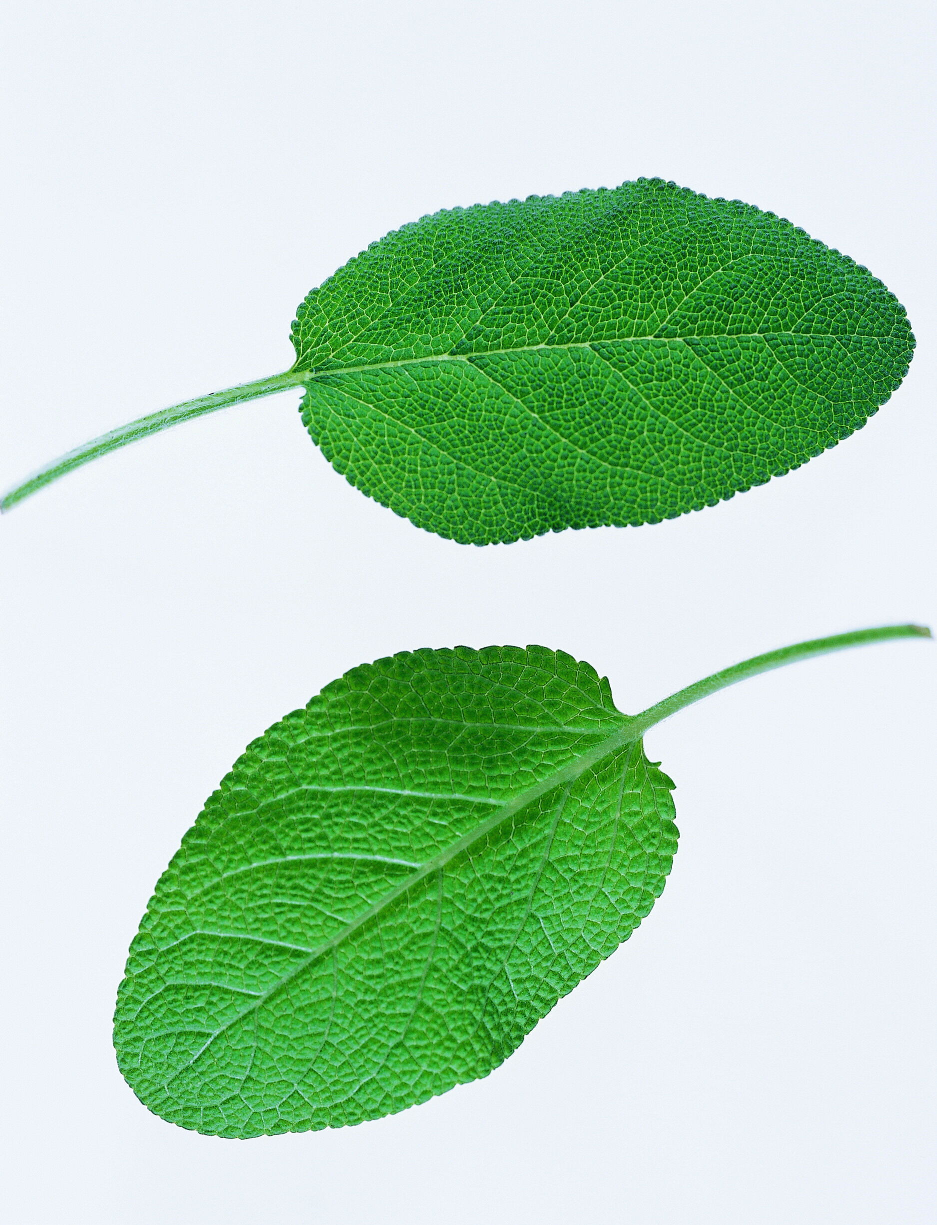 红茶有哪些种类 红茶可根据产地国别叶片外形等分类