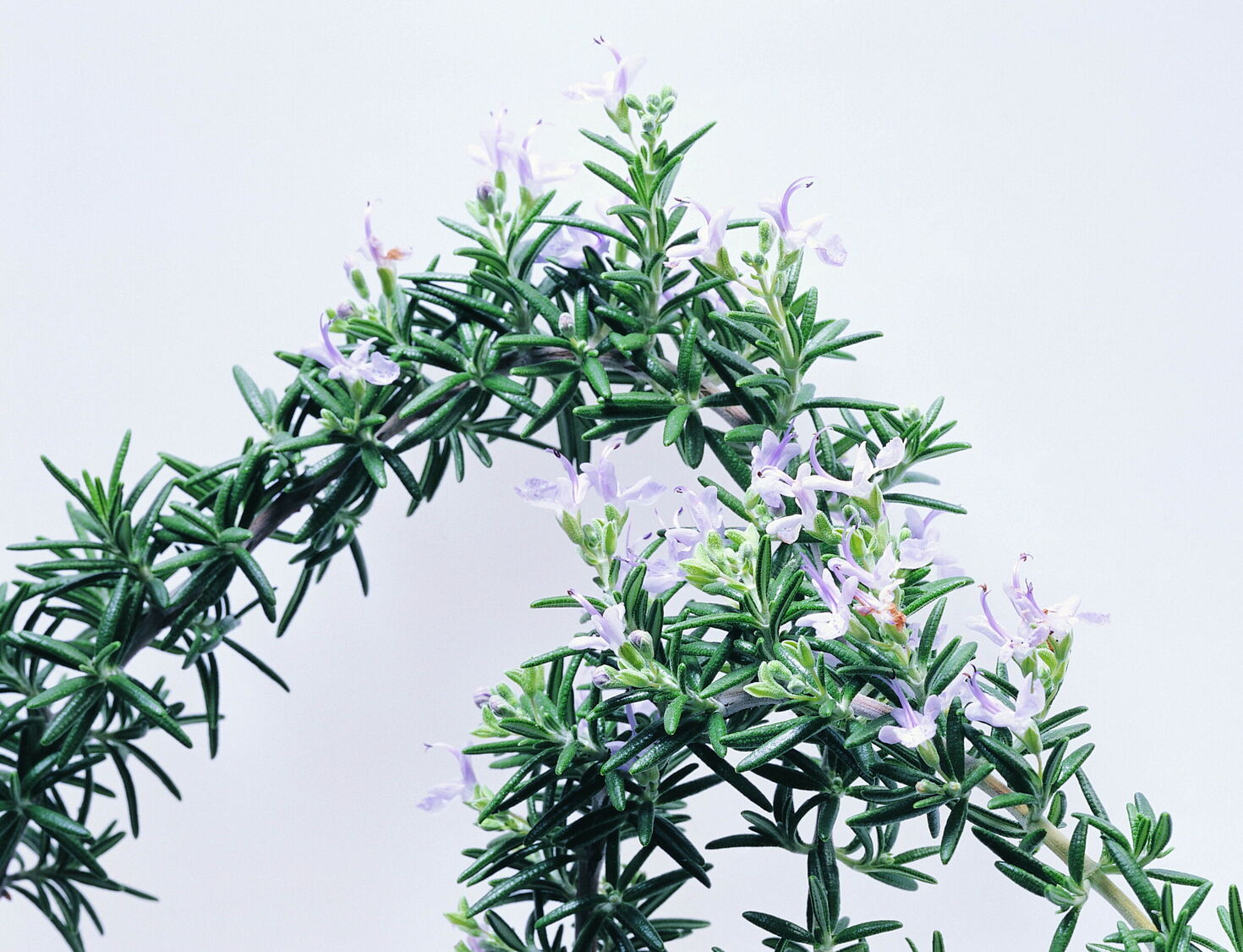 喝黄茶可以减肥吗