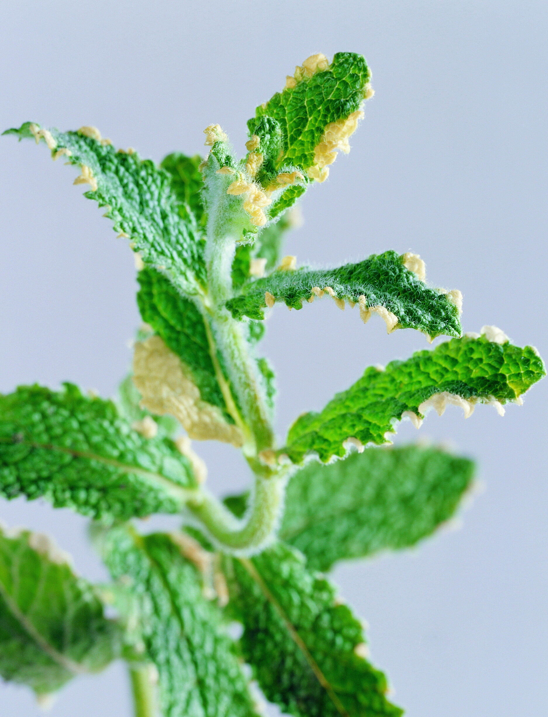 为什么秋冬时节适合煮饮福鼎白茶呢？