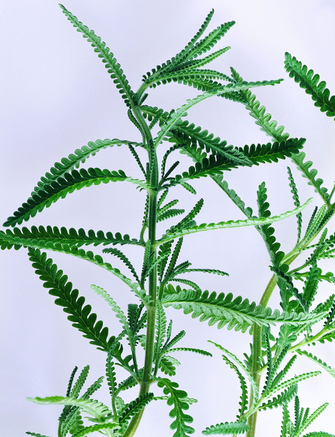 藏茶的作用，只有喝过才知道，那你喝过了吗？