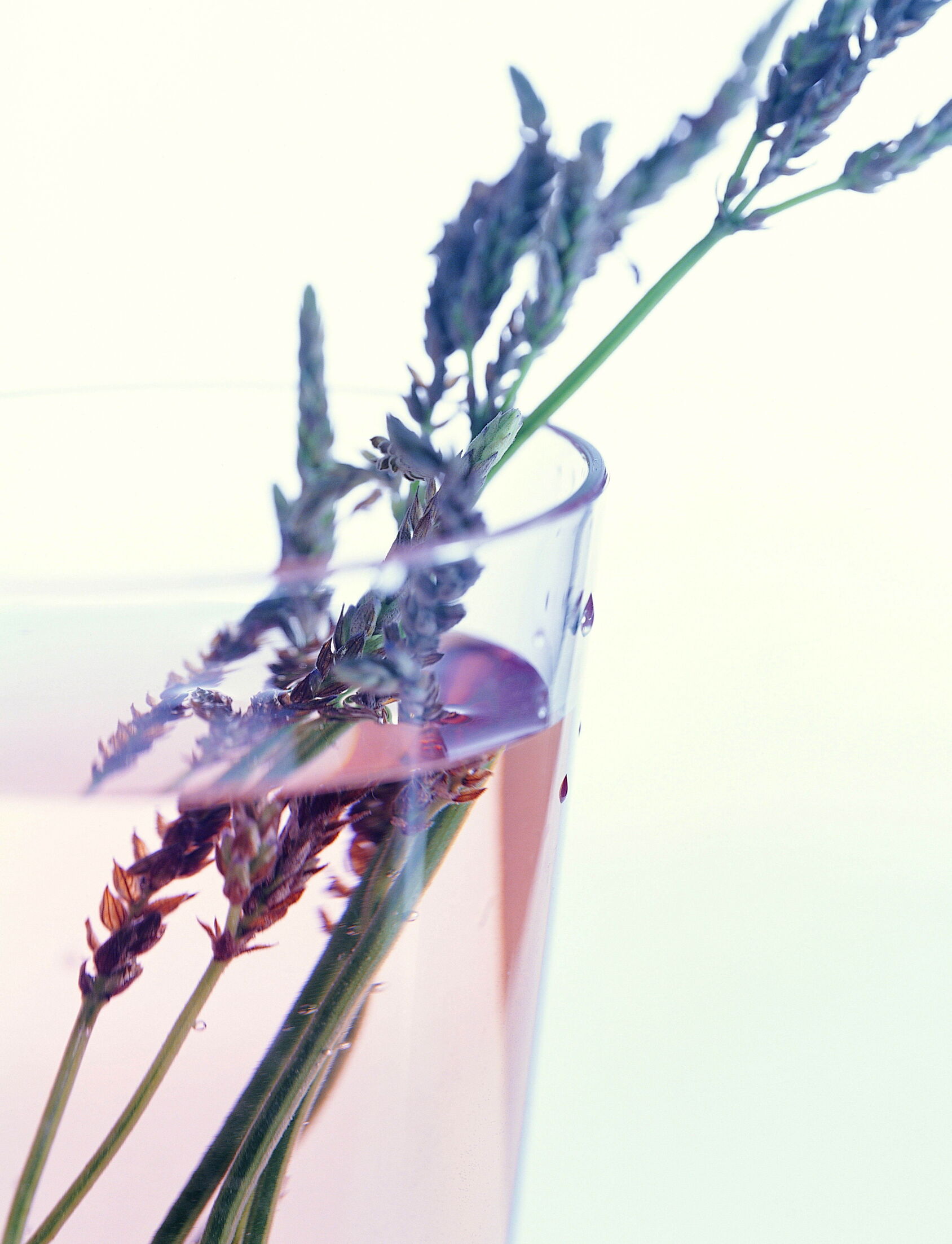 喝乌龙茶能减肥吗？