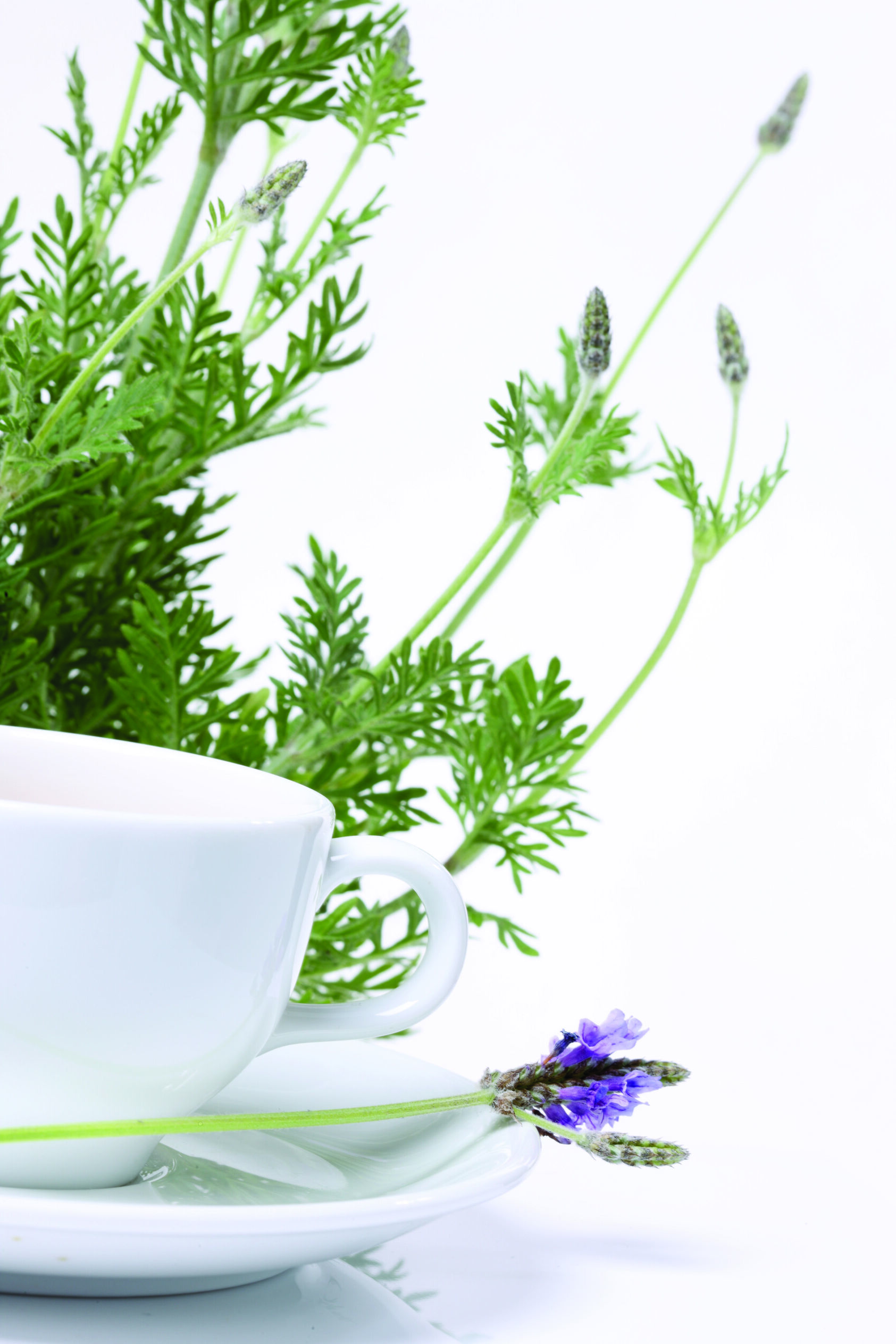 花果山云雾茶如何制作？有什么工艺特点？