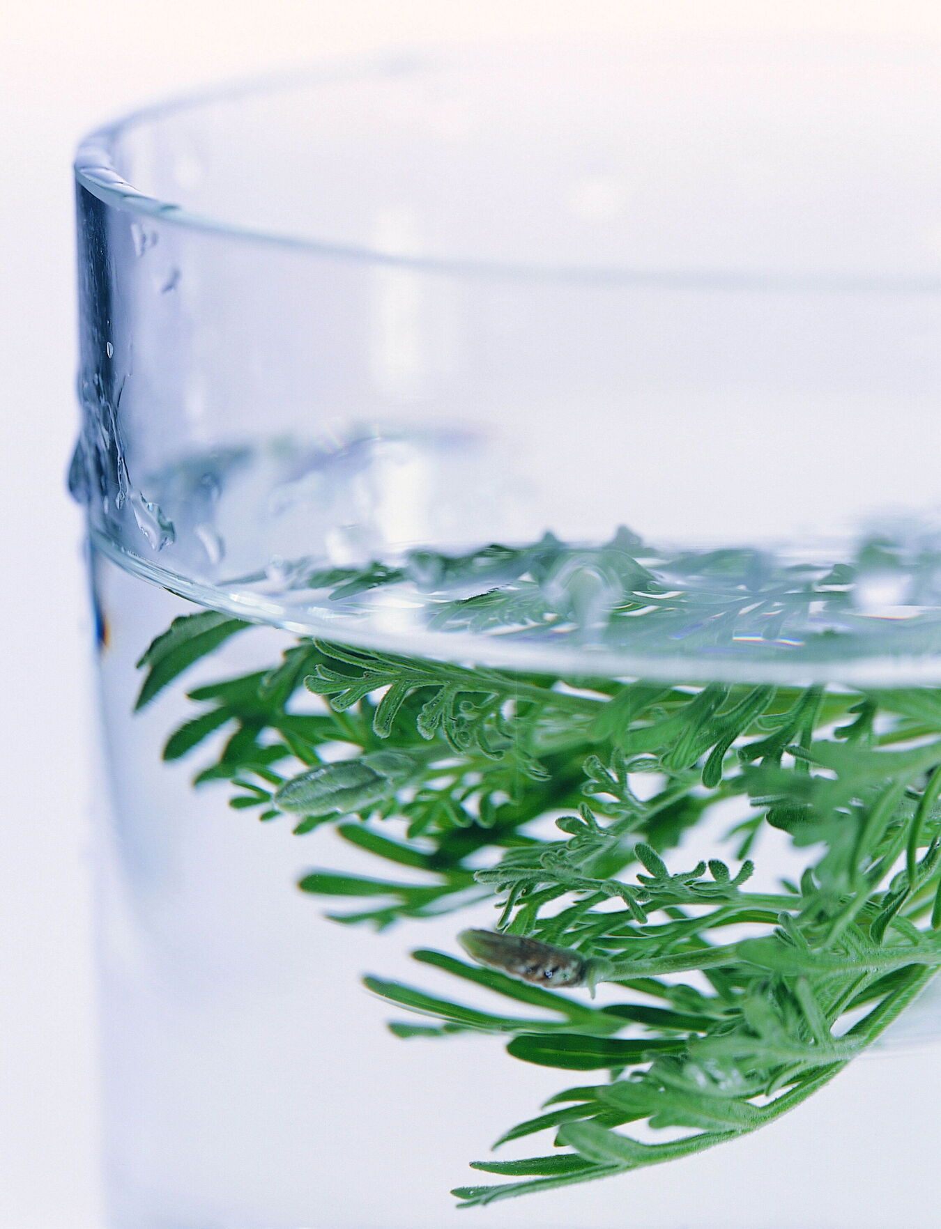 福鼎白茶怎样采摘？制作工艺是什么样的？