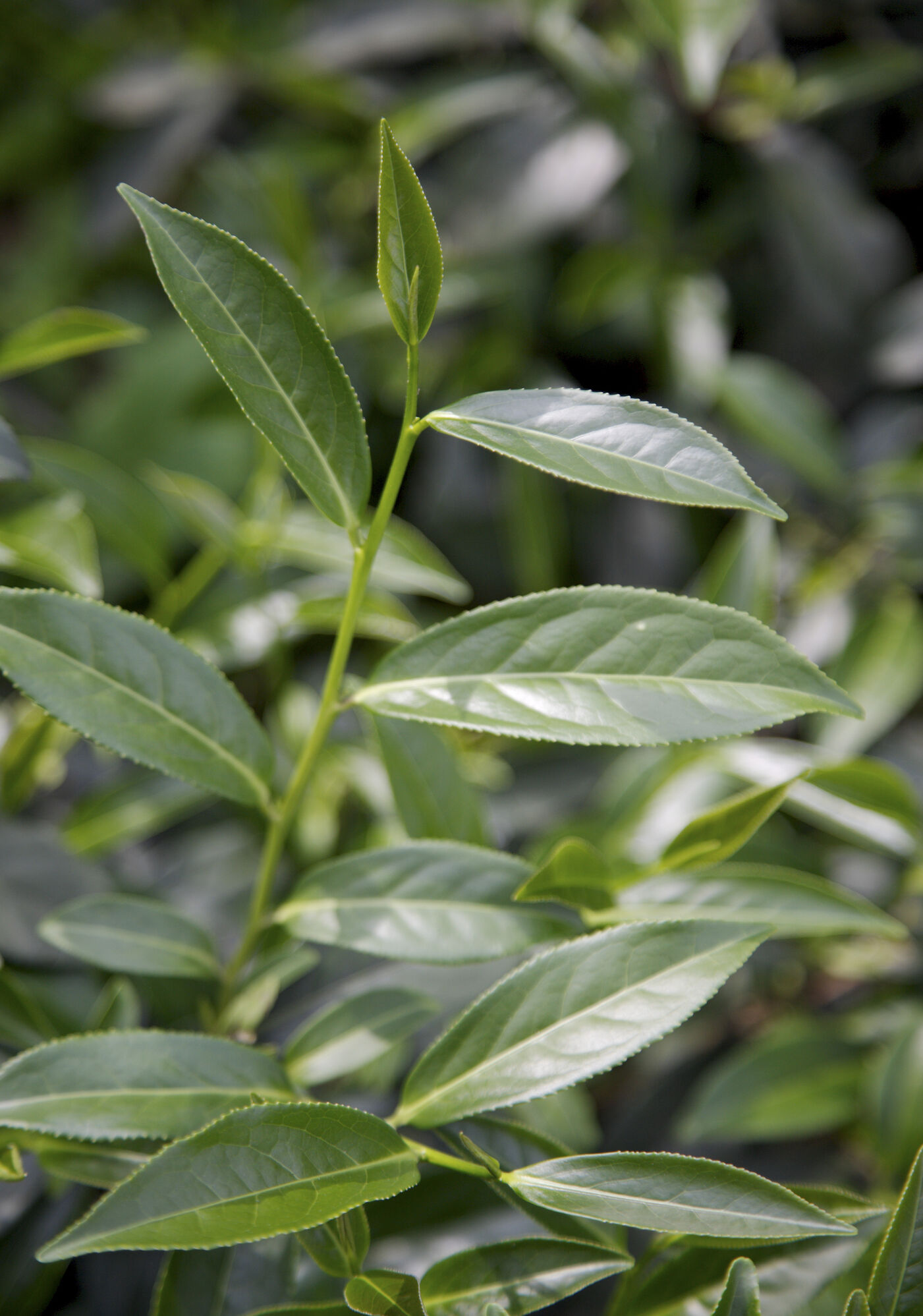 正山小种属于什么茶？有哪些历史渊源？