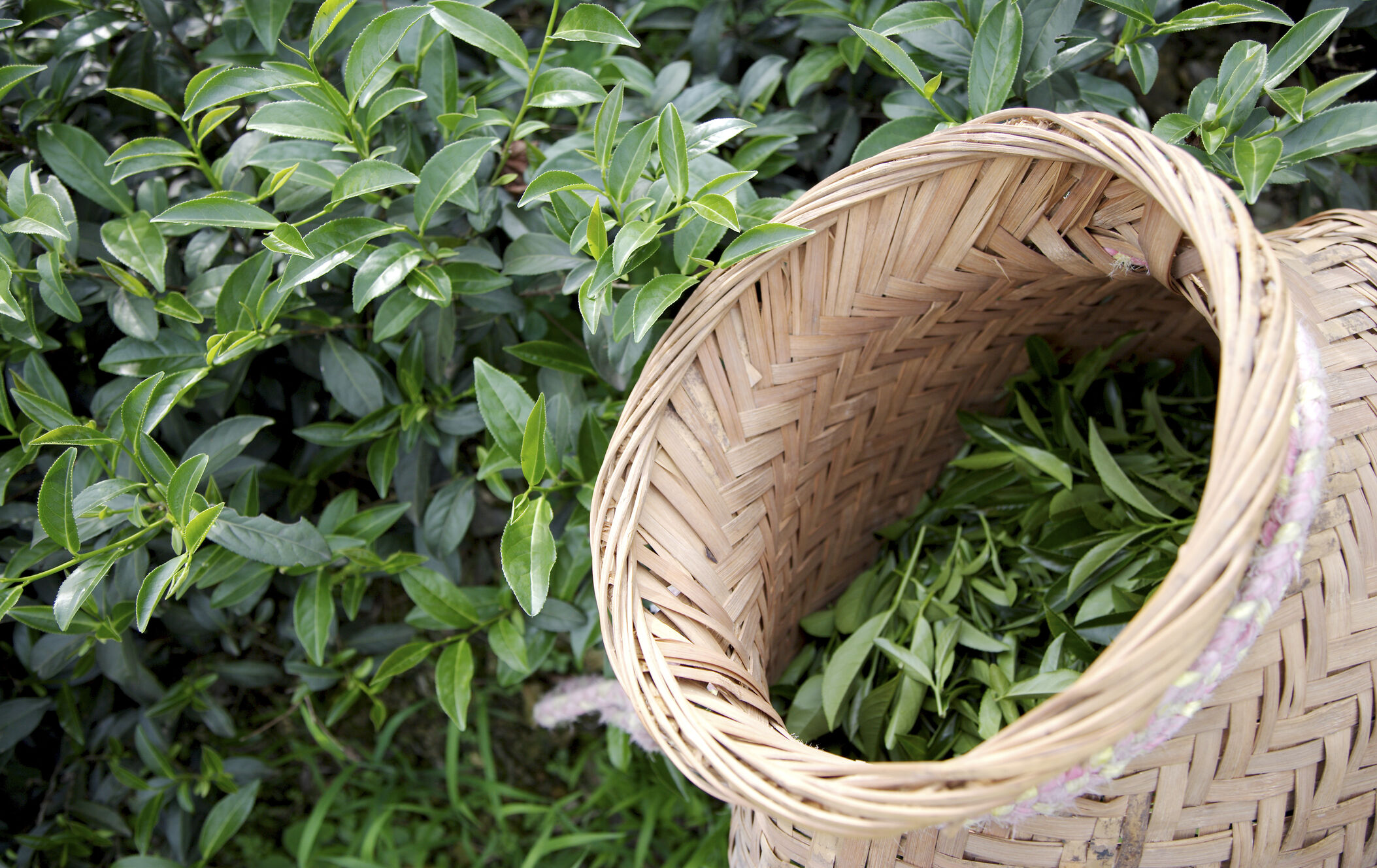 祁门红茶的茶艺文化有哪些