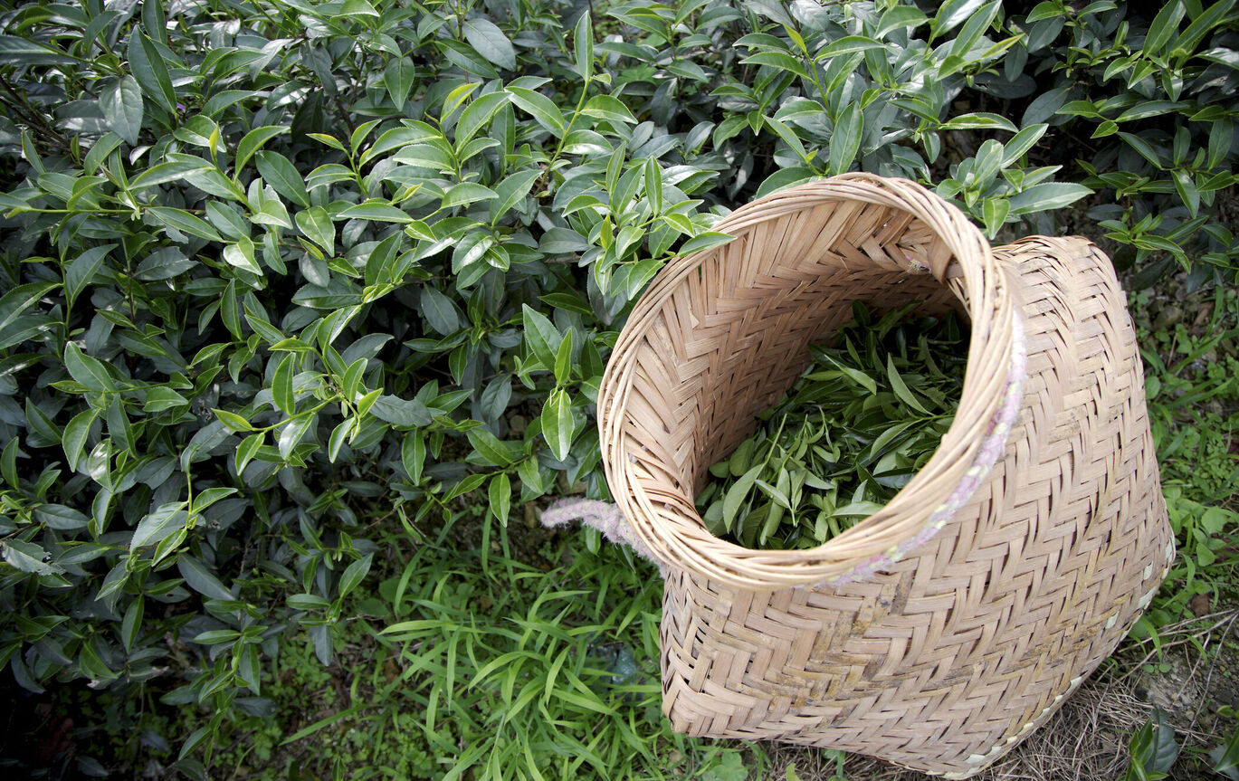 预防中暑的最佳选择福鼎白茶