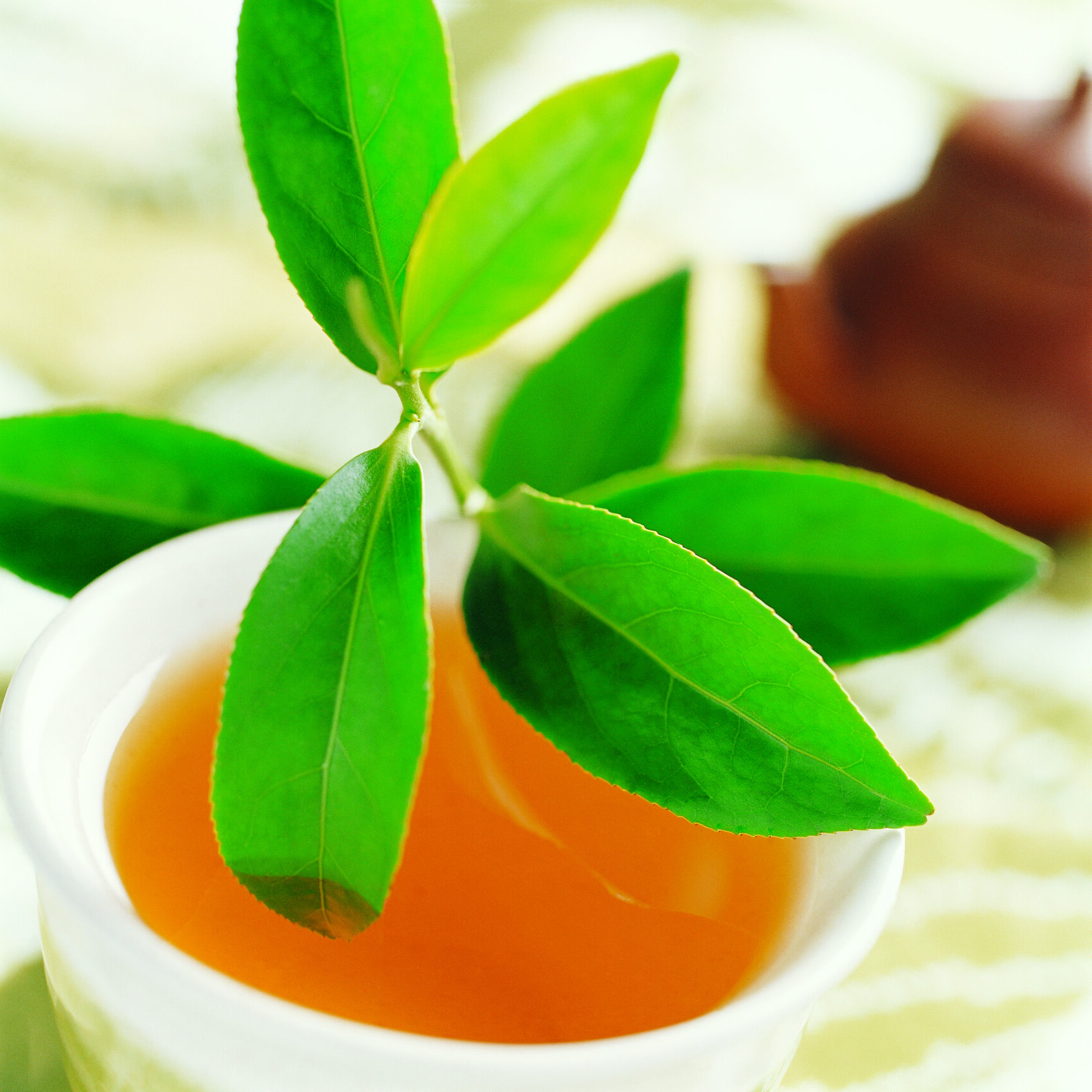 藏茶的文化及历史渊源（上）