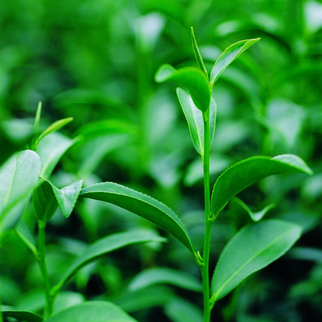 藏茶洗头洁身会有哪些效果？